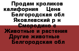 Продам кроликов (калифорния) › Цена ­ 700 - Белгородская обл., Яковлевский р-н, Смородино с. Животные и растения » Другие животные   . Белгородская обл.